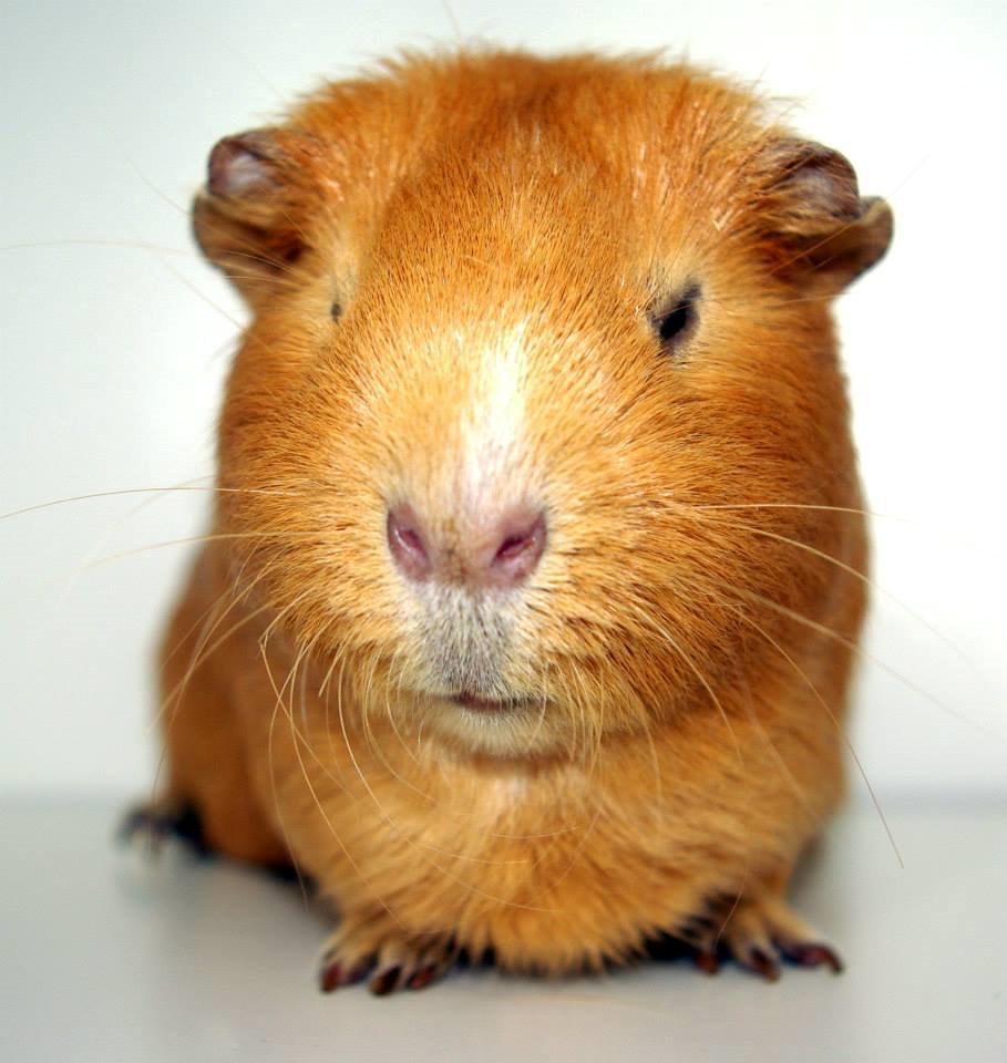 Marsvin Ingolf - 2014 billede 7