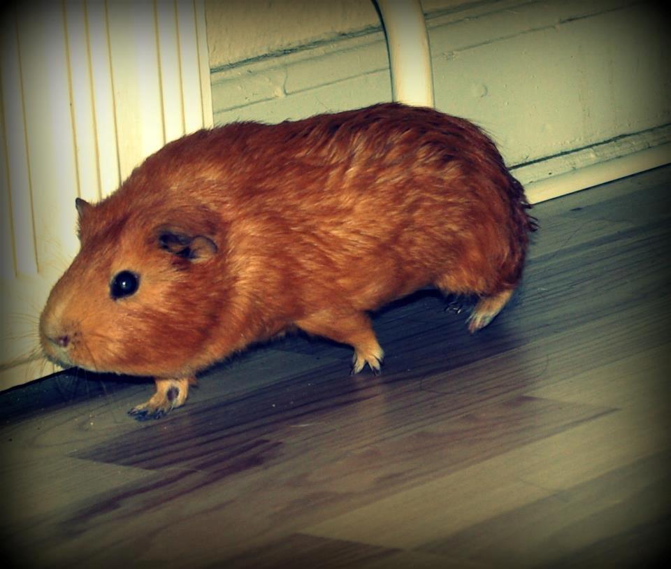 Marsvin Ingolf - 2013 billede 9