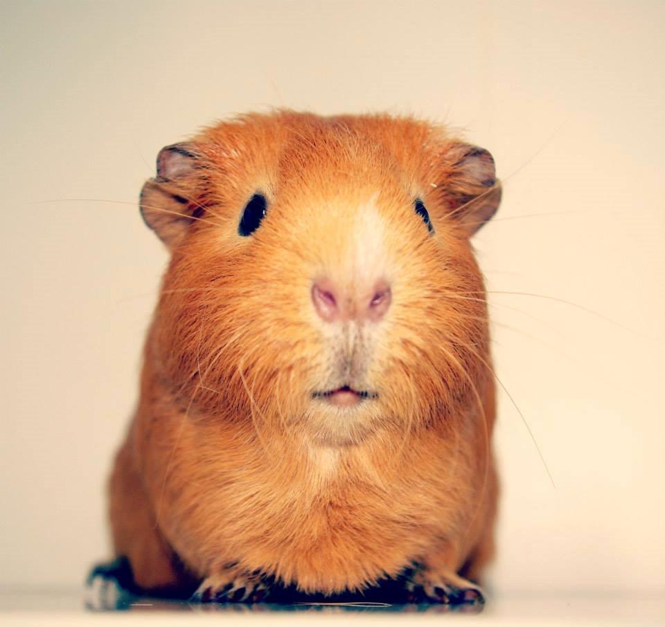 Marsvin Ingolf - 2014 billede 1