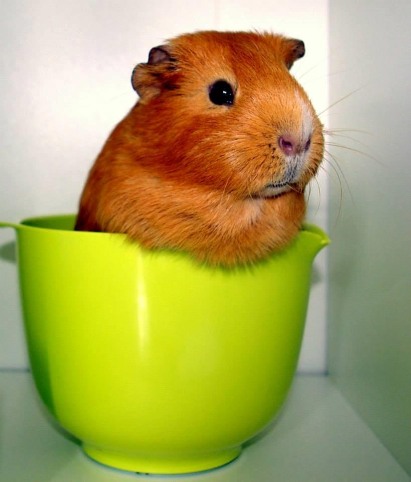 Marsvin Ingolf - 2014 billede 8