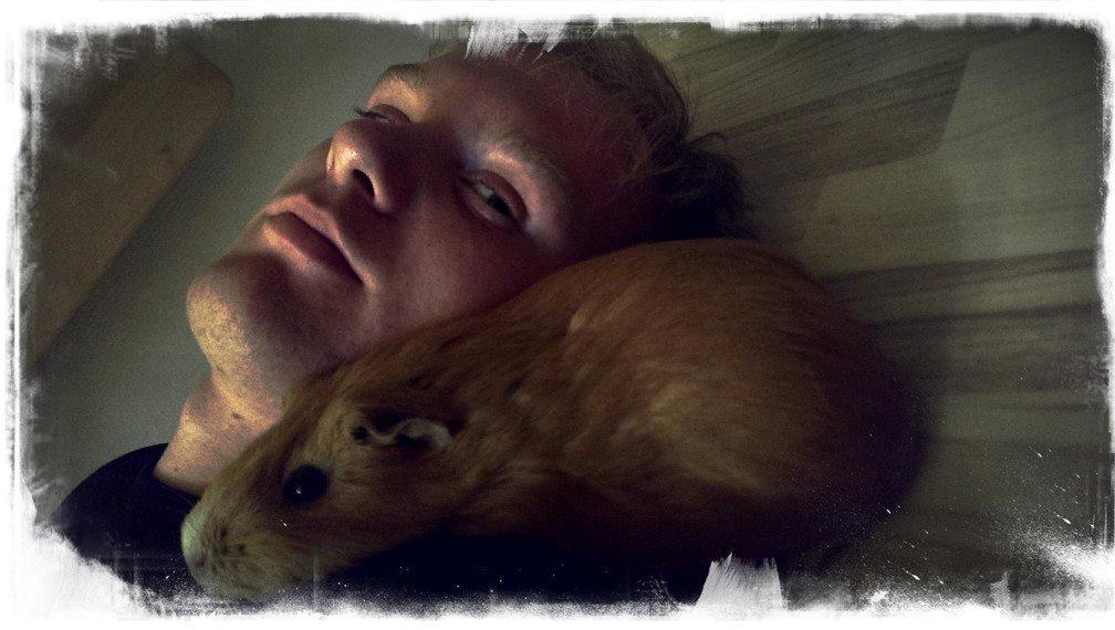 Marsvin Ingolf - Ingolf og hans far ;) billede 11