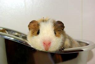 Marsvin Manfred billede 1