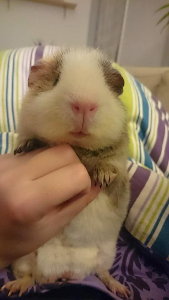 Marsvin Manfred billede 3