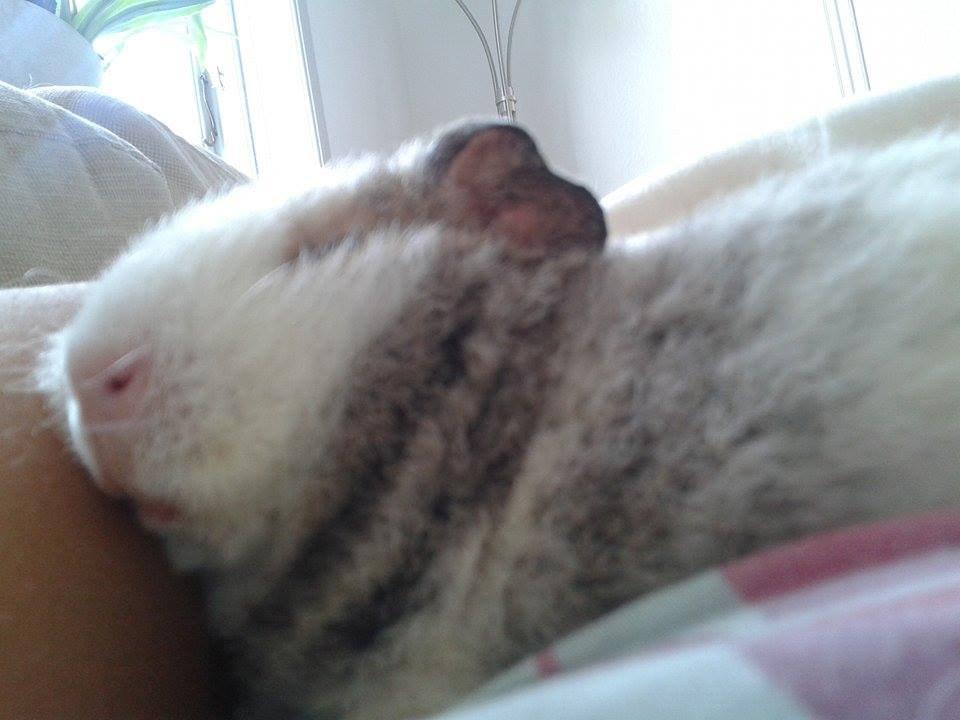 Marsvin Manfred billede 5