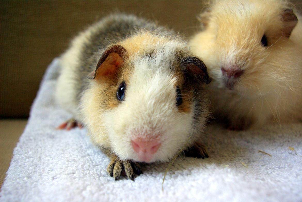 Marsvin Manfred - Lige da vi fik ham :) billede 2