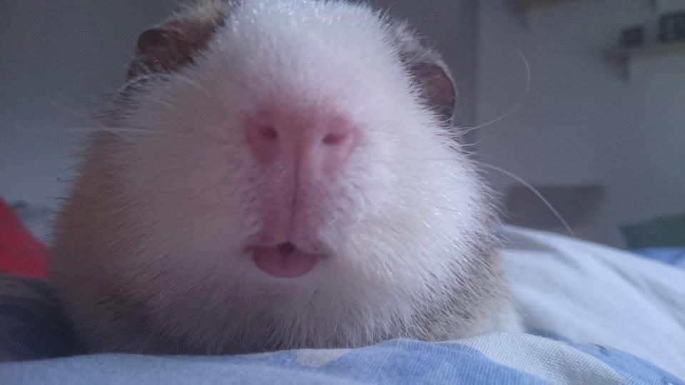 Marsvin Manfred billede 7