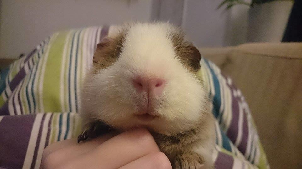 Marsvin Manfred billede 8