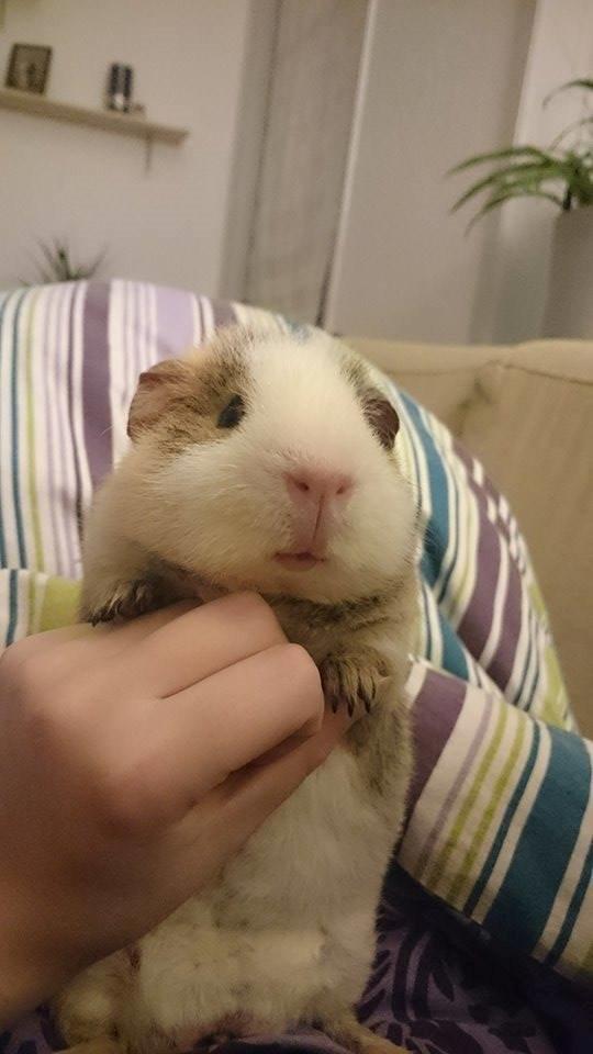 Marsvin Manfred billede 9