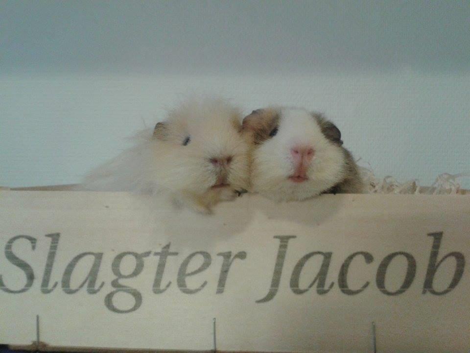 Marsvin Manfred billede 6