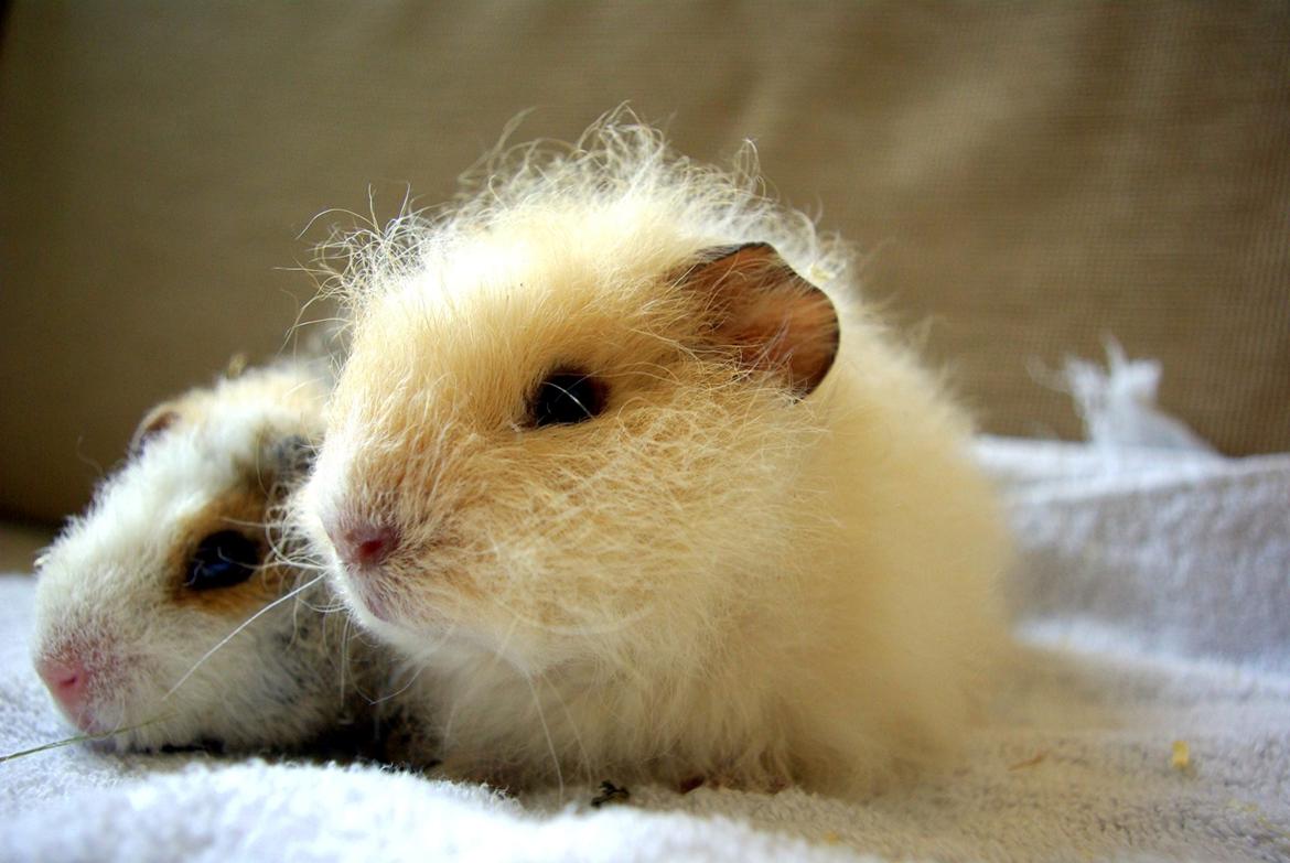 Marsvin Knut billede 2