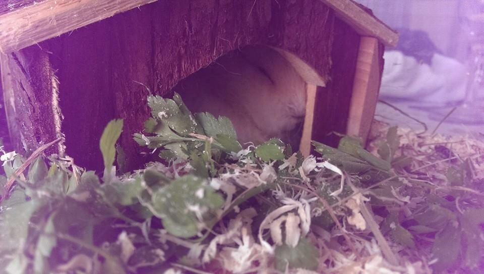 Marsvin Knut billede 5