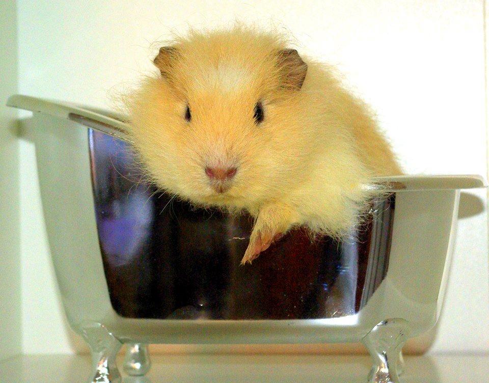 Marsvin Knut billede 1