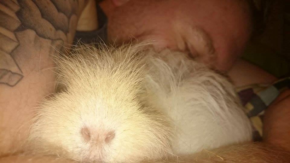 Marsvin Knut billede 3