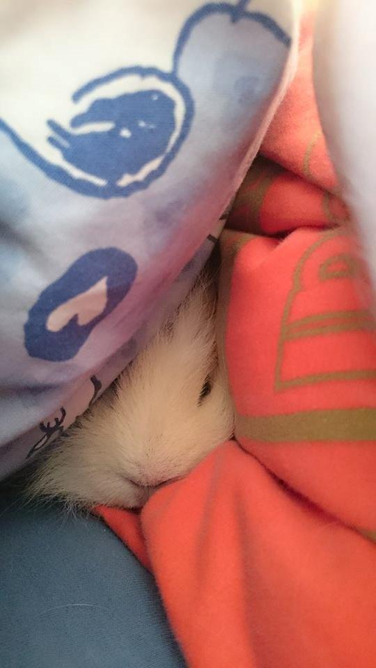 Marsvin Knut billede 7