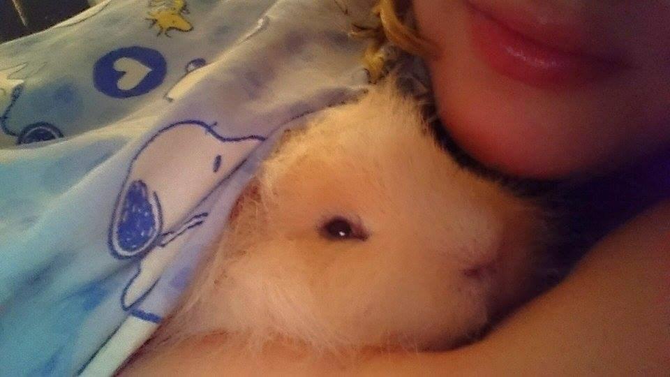 Marsvin Knut billede 4