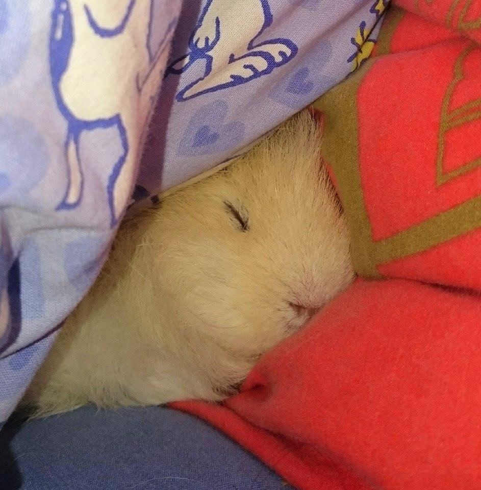 Marsvin Knut billede 8