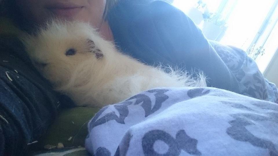 Marsvin Knut billede 9