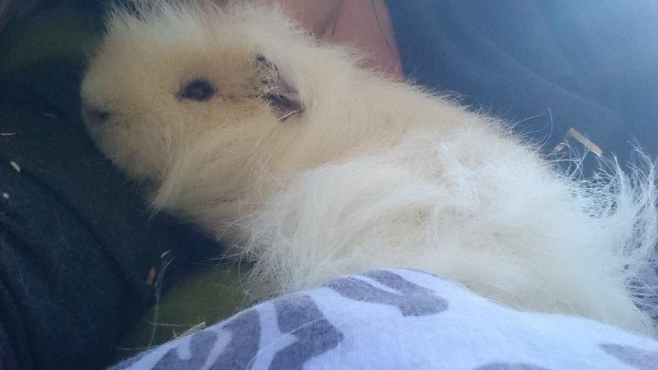 Marsvin Knut billede 11