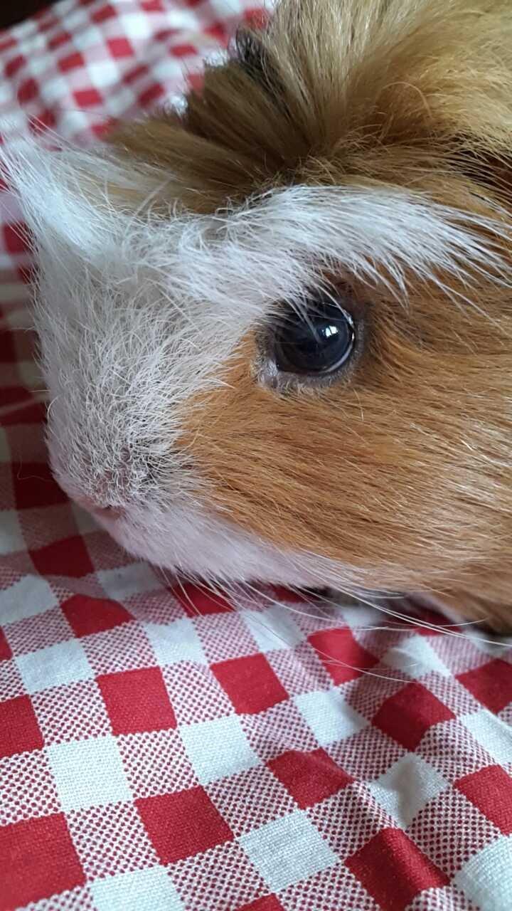 Marsvin Villy  billede 1