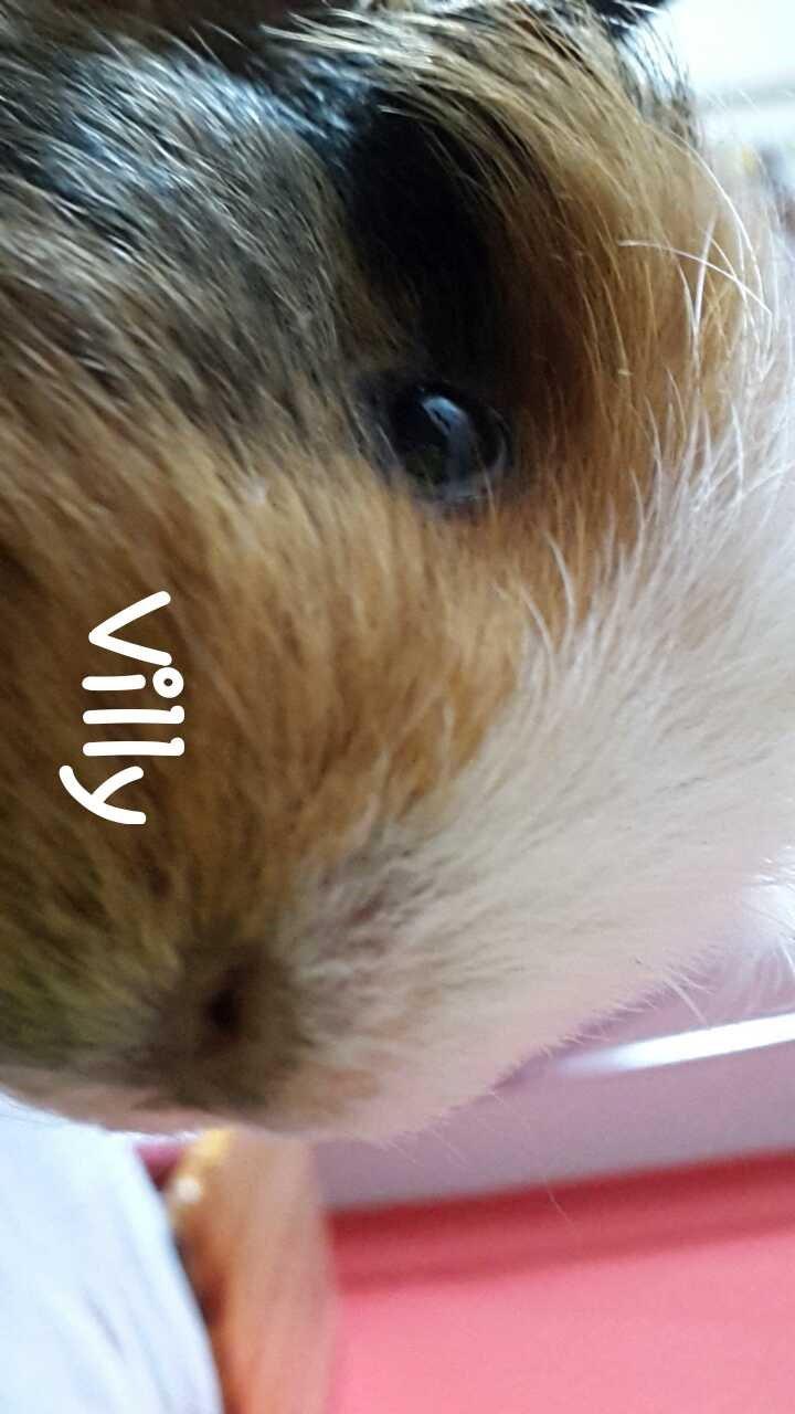 Marsvin Villy  billede 2