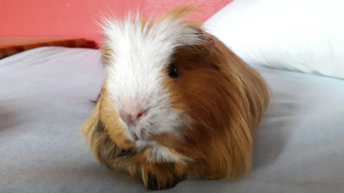 Marsvin Villy  billede 3