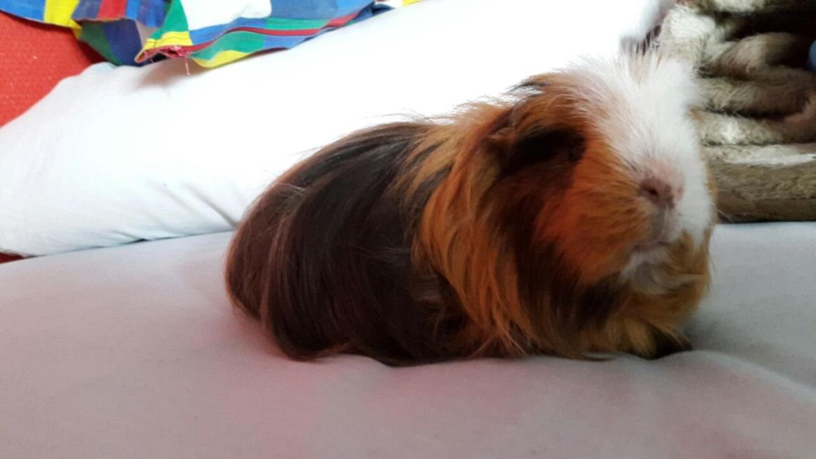 Marsvin Villy  billede 4