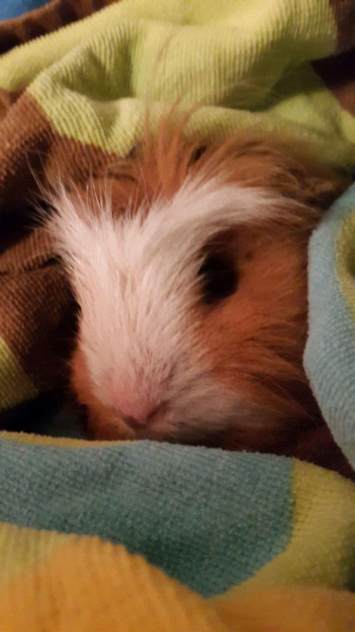 Marsvin Villy  billede 5