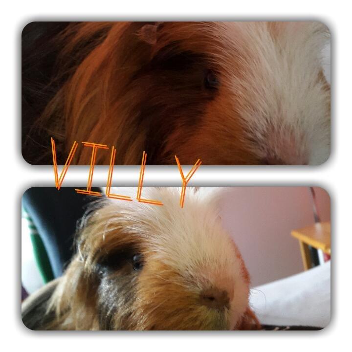 Marsvin Villy  billede 6