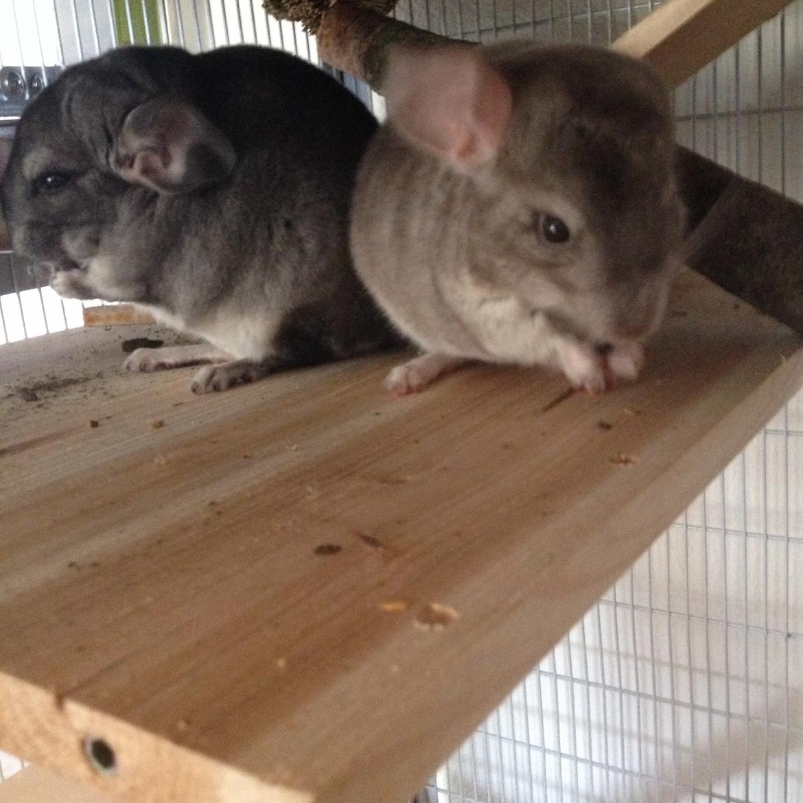 Chinchilla Dusty billede 2