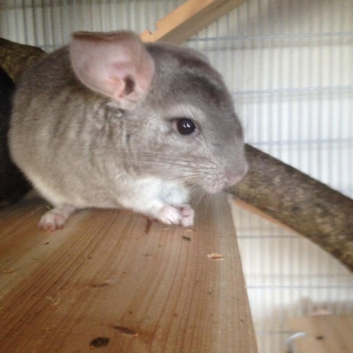 Chinchilla Dusty billede 3