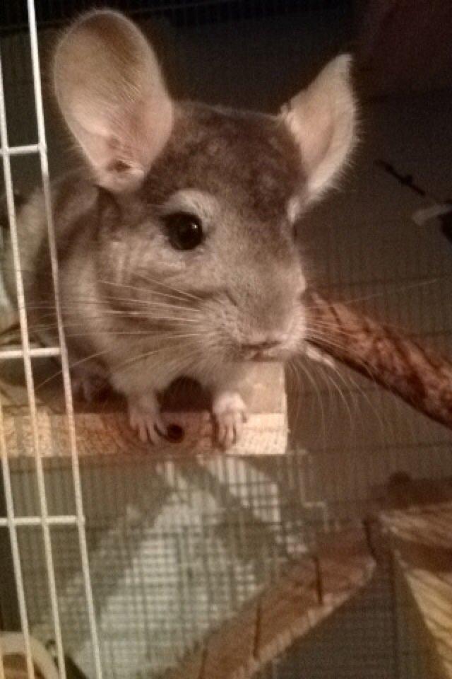 Chinchilla Dusty billede 7