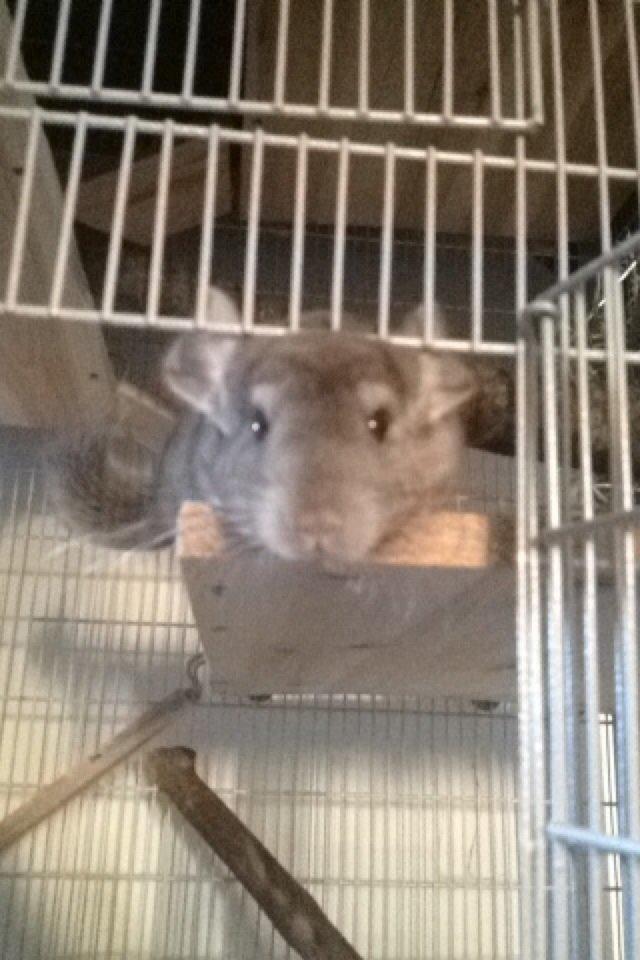 Chinchilla Dusty billede 6