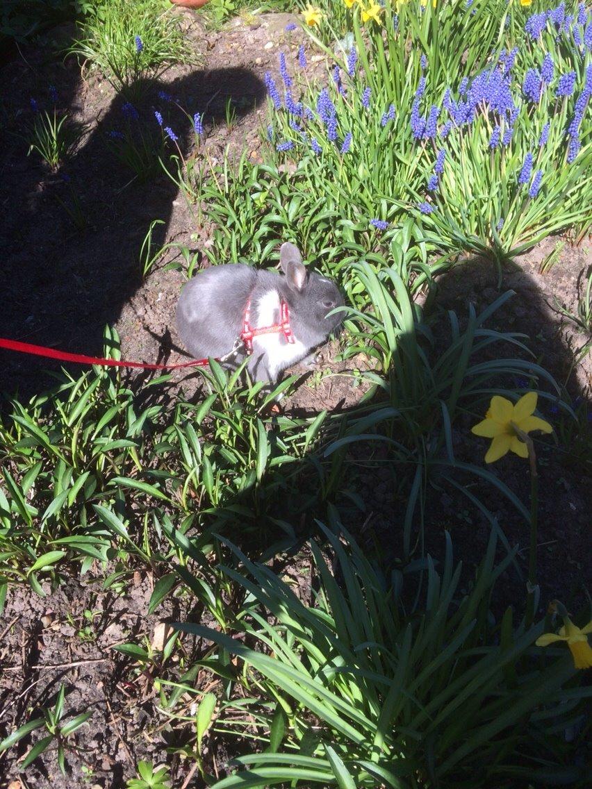 Kanin Candy billede 32