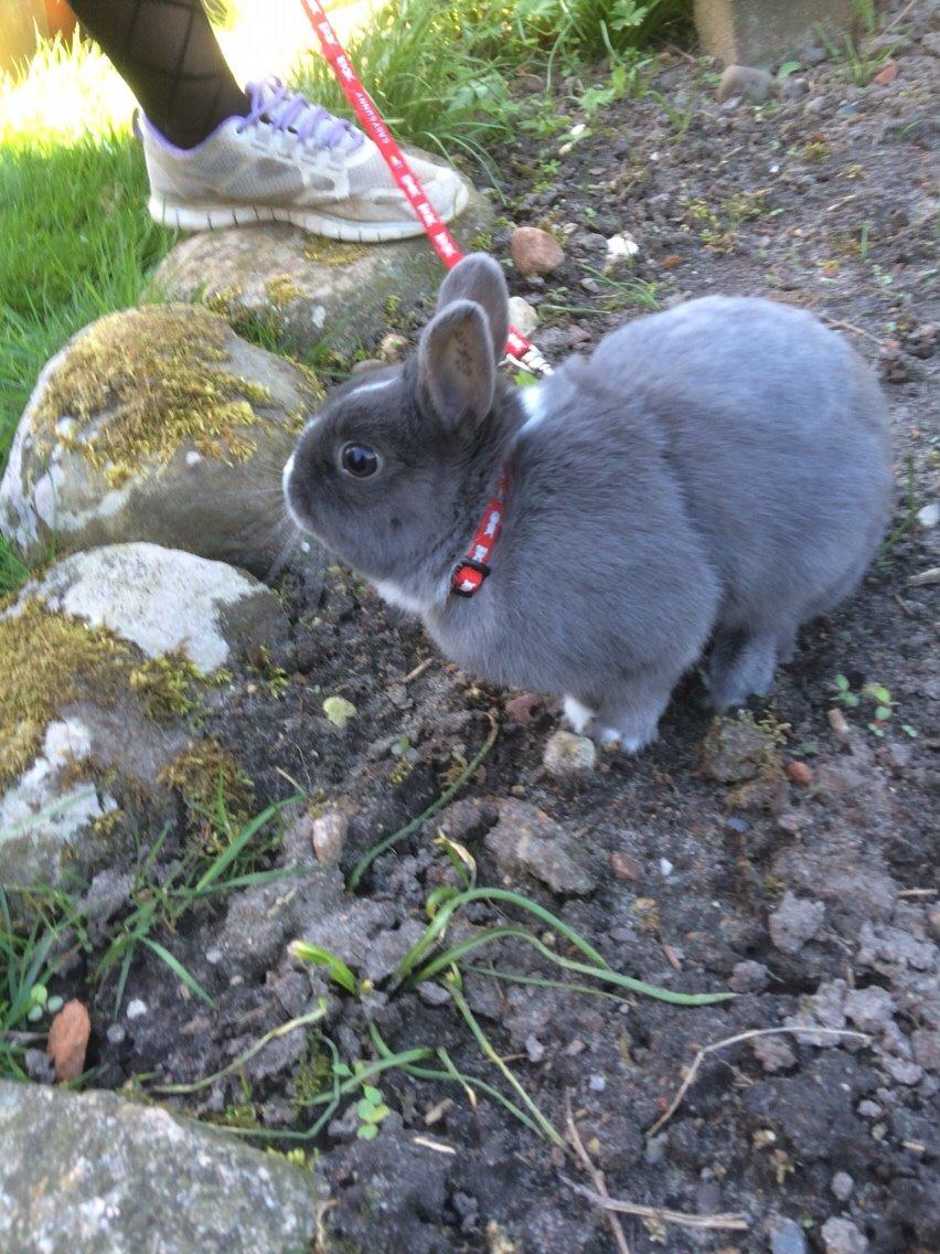 Kanin Candy billede 34