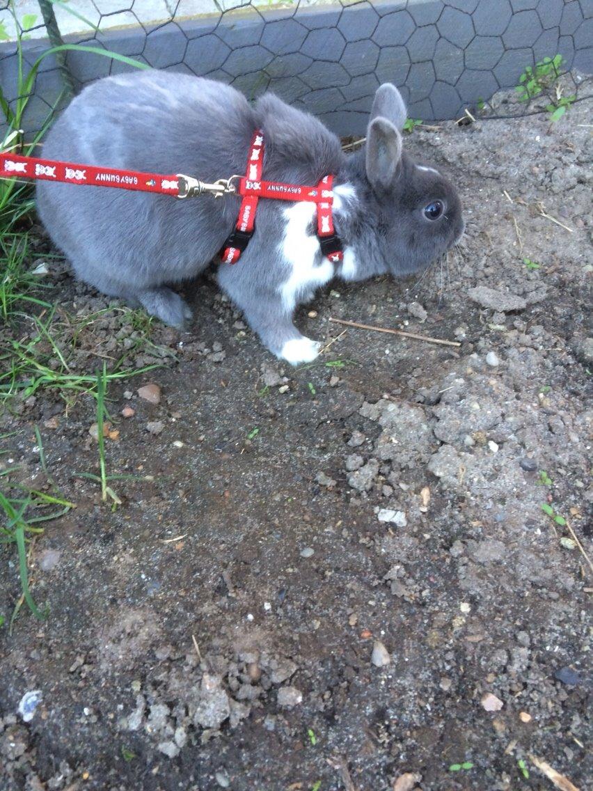 Kanin Candy billede 33