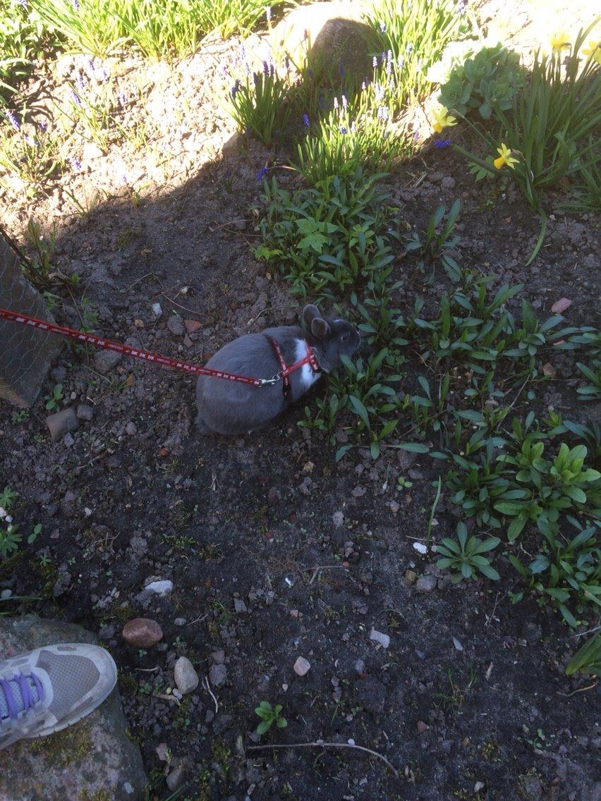 Kanin Candy billede 35