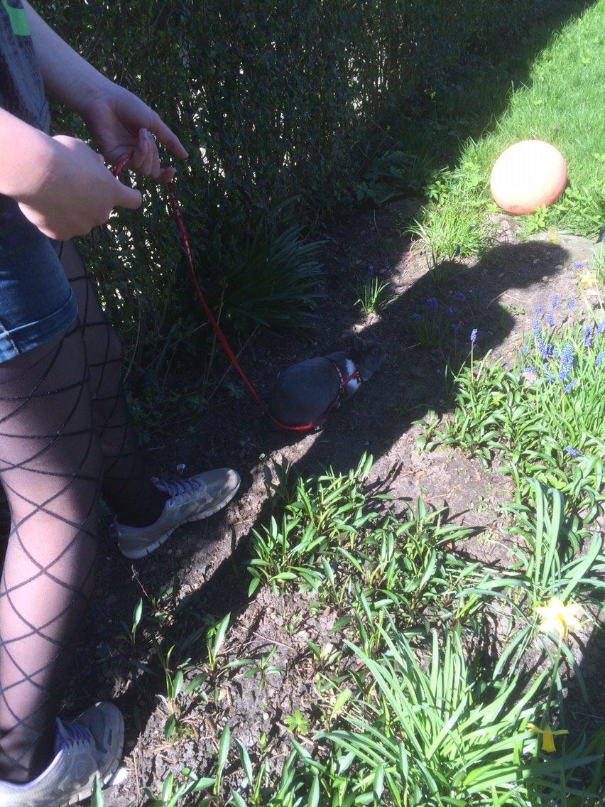 Kanin Candy billede 36