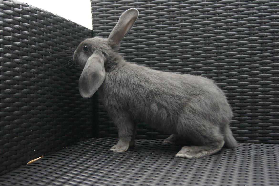 Kanin Aakebergs Akvamarin billede 2