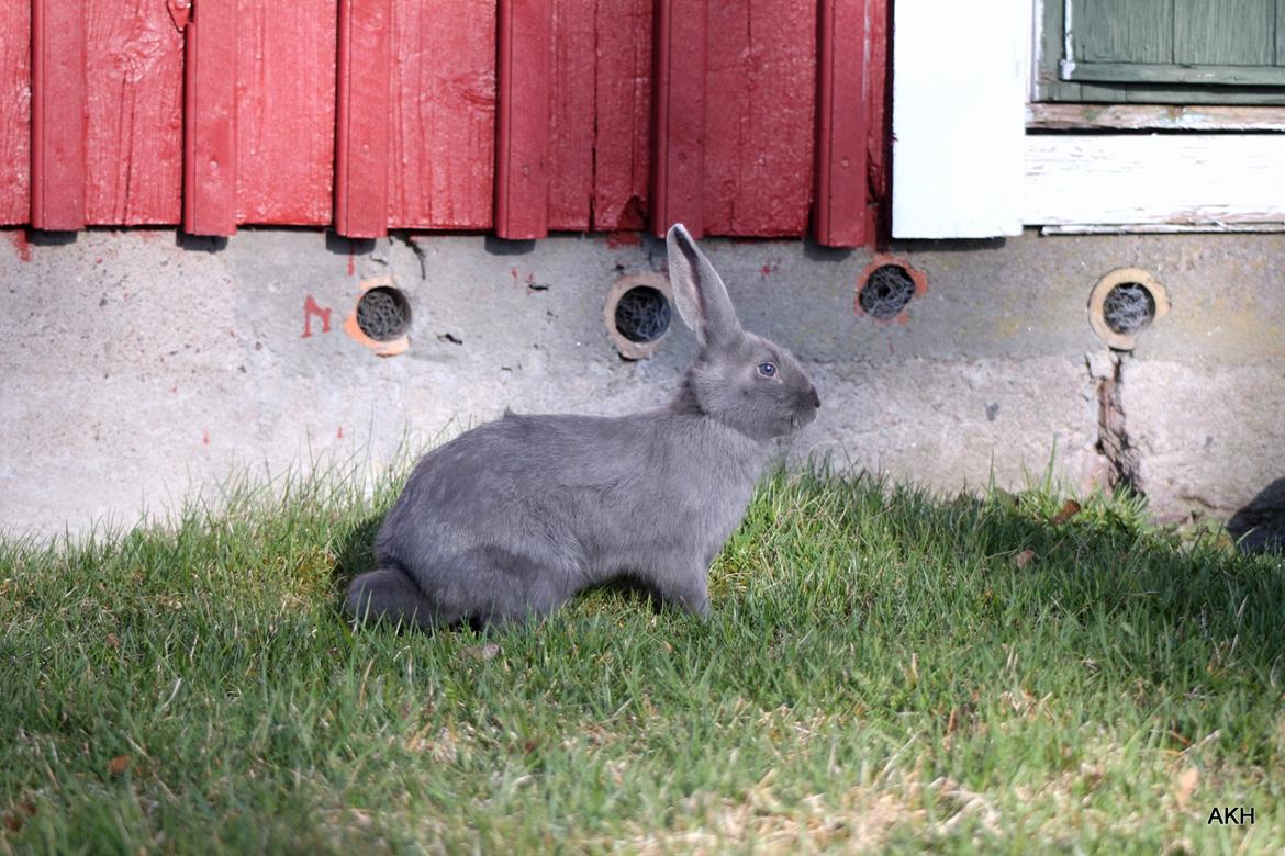 Kanin Aakebergs Akvamarin billede 4