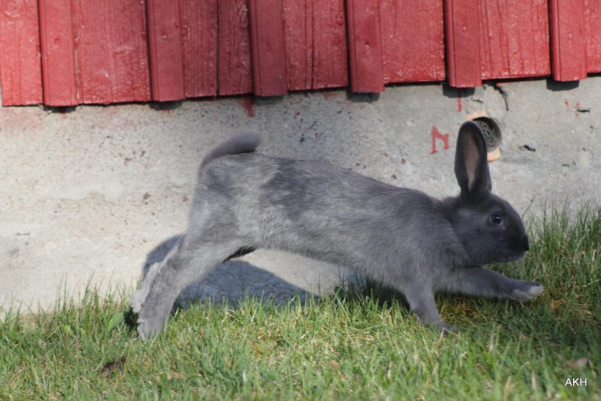 Kanin Aakebergs Akvamarin billede 5