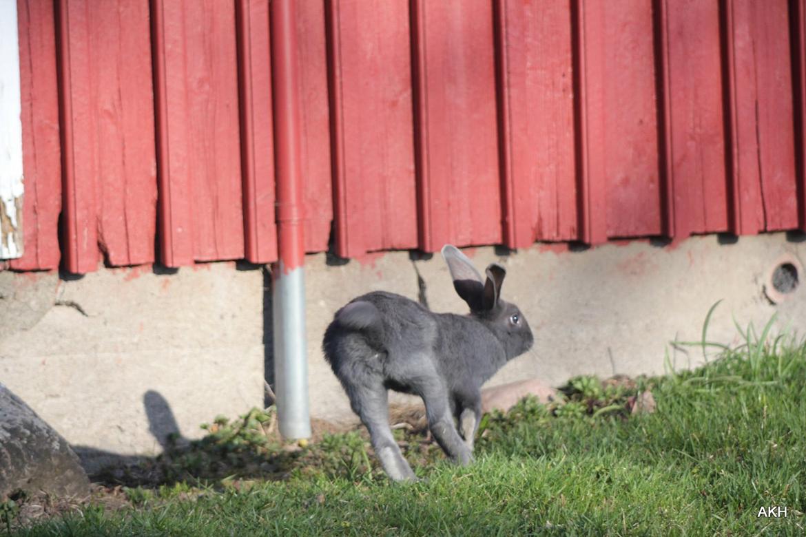 Kanin Aakebergs Akvamarin billede 6