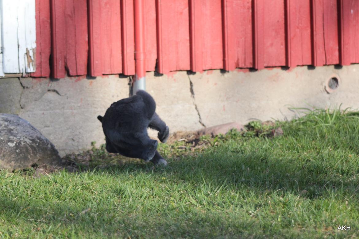 Kanin Aakebergs Akvamarin billede 7