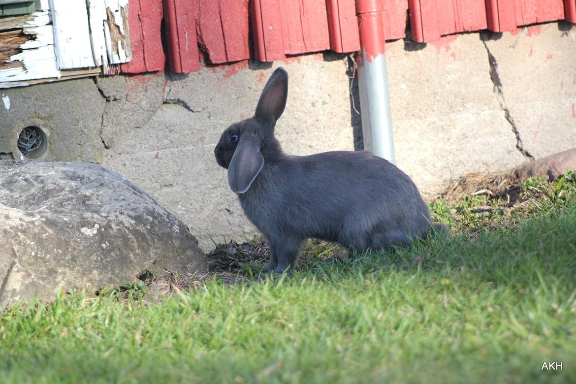 Kanin Aakebergs Akvamarin billede 8