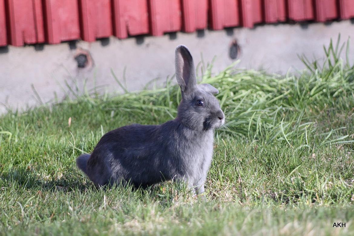 Kanin Aakebergs Akvamarin billede 3