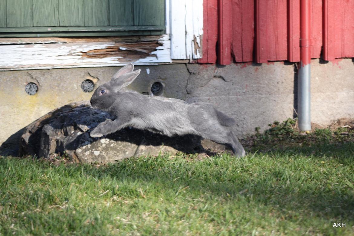 Kanin Aakebergs Akvamarin billede 9