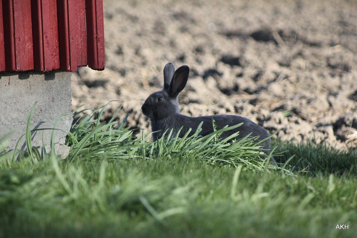 Kanin Aakebergs Akvamarin billede 10