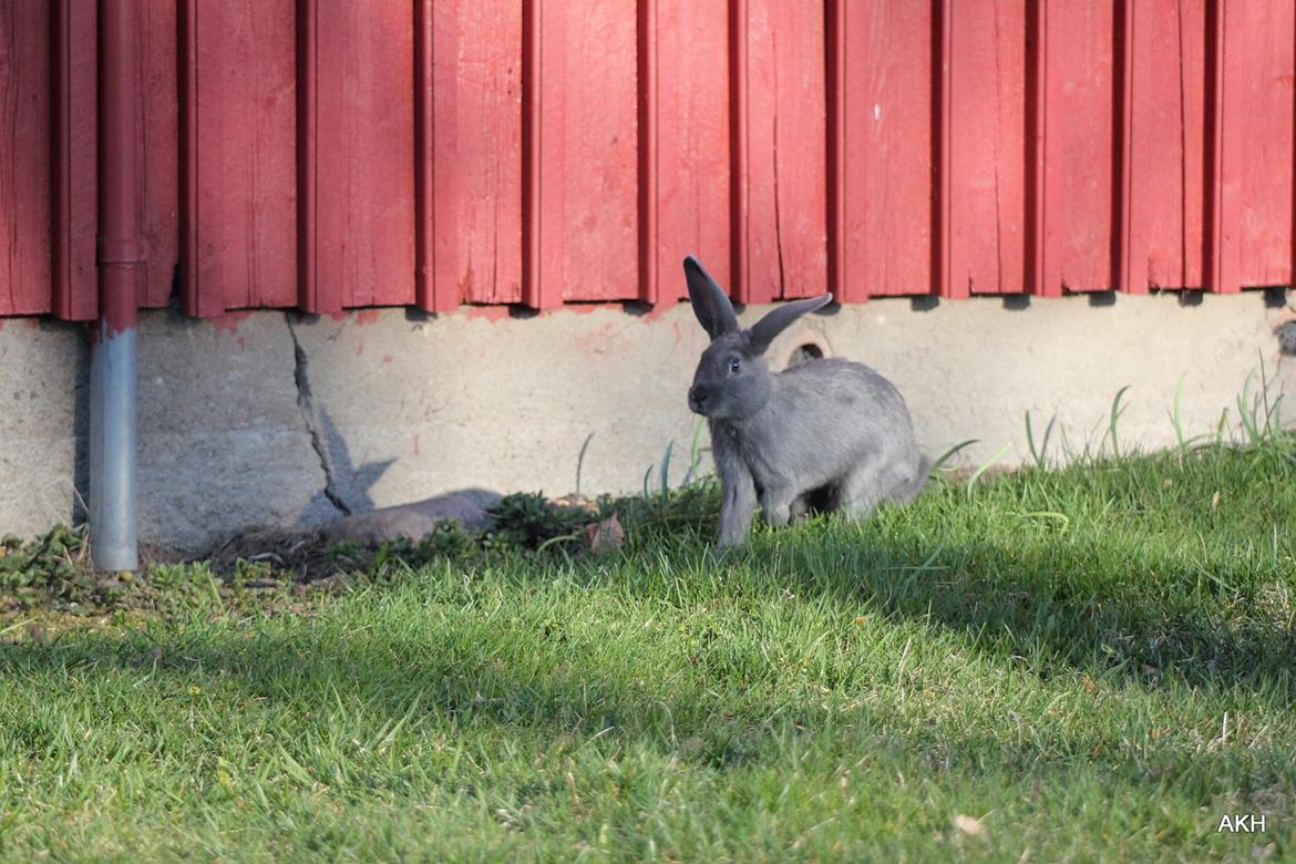 Kanin Aakebergs Akvamarin billede 11