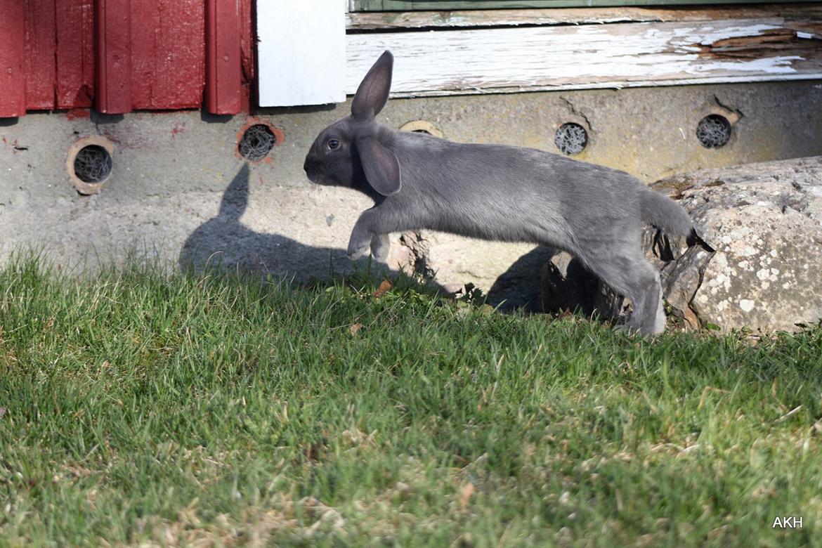 Kanin Aakebergs Akvamarin billede 1