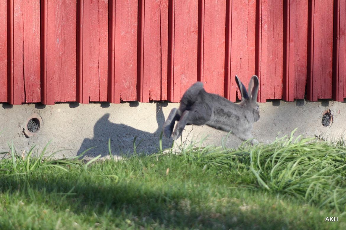 Kanin Aakebergs Akvamarin billede 13