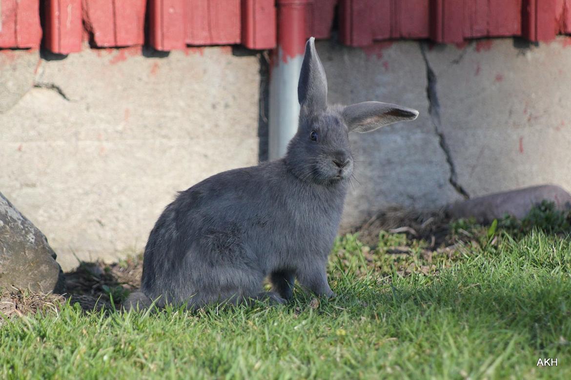 Kanin Aakebergs Akvamarin billede 12